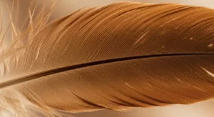 brown feather meaning