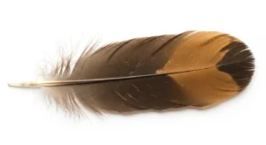 brown feather meaning symbolism and cultural meanings