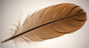 brown feather meaning in different scenarios
