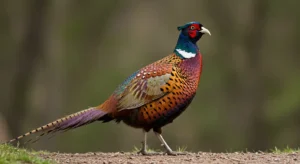 pheasant meanings in different cultures