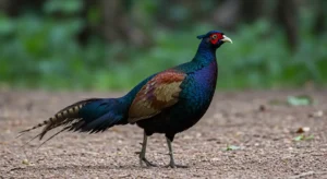 pheasant spirit, totem, and power animal