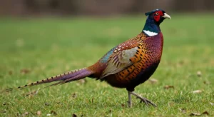 pheasant symbolism