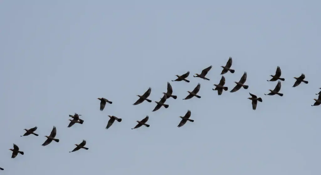 spiritual meaning of birds flying in a circle