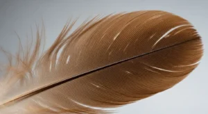 what does it mean if you find a brown feather