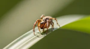 cultural and historical symbolism of spiders