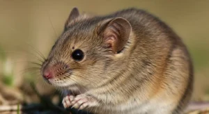 dead mouse as a spirit animal