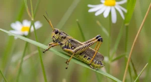 grasshopper spiritual meaning in life