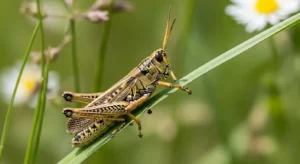 grasshopper symbolism