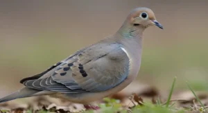 mourning dove dreams