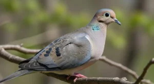 mourning dove spiritual meaning – the brief answer