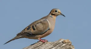 mourning dove as a totem, spirit, or power animal