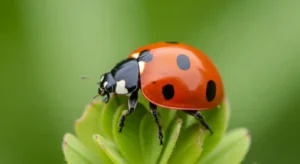 orange ladybug symbolism in love and relationships