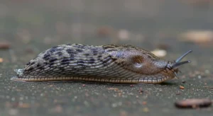 slug in house meaning