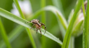 spiritual meaning of seeing baby spiders in dreams