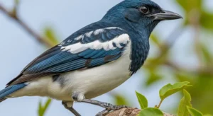 spiritual meanings of black and white birds