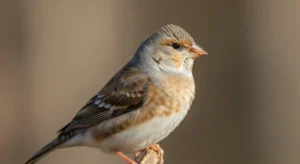 spiritual significance of the house finch