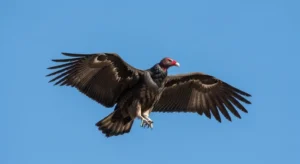 symbolism and meaning of different vulture types