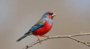 symbolism of the finch