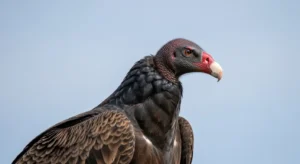 turkey vulture meaning in different cultures