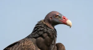 turkey vulture spiritual meaning