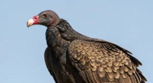 vulture encounters and omens