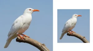 white bird meaning in different cultures