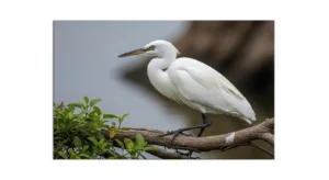 white bird symbolism