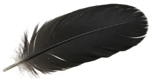 black feather meaning