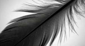 black feather meaning death