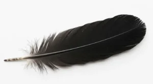 black feather meaning what it really tells you