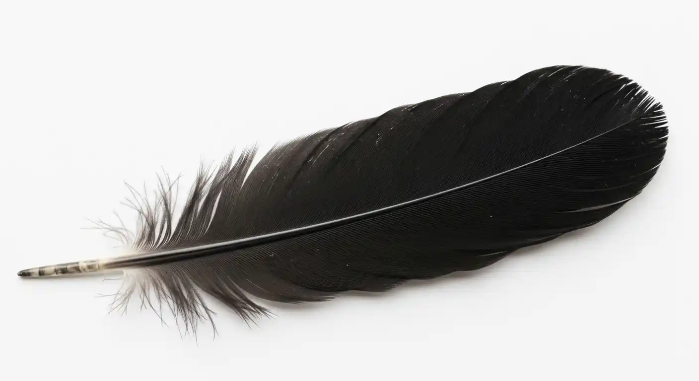 black feather meaning what it really tells you