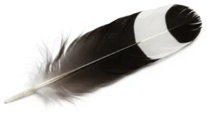 black and white feather meaning
