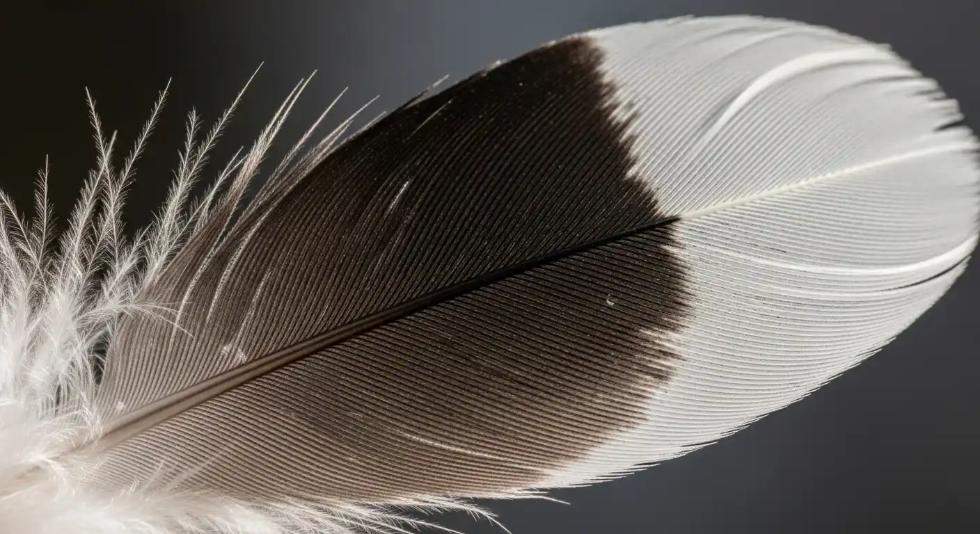 black and white feather meaning what it tells you now
