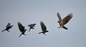 crows chasing hawk spiritual meaning what to know