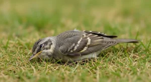 dead bird meaning what it really tells you