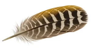 dead northern flicker meaning