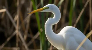 egret symbolism