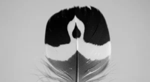 finding black and white feathers on the ground