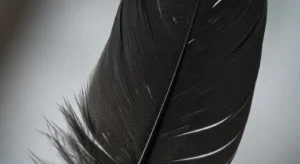 finding a black feather meaning