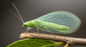 green lacewing in house spiritual meaning
