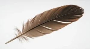 hawk feather meaning