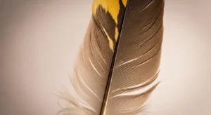 hawk feather meaning native american