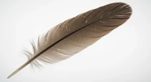 hawk feathers symbolism