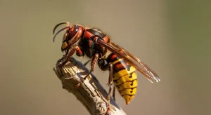 hornet spiritual meaning