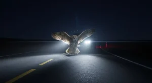 is it bad luck to kill an owl with your car