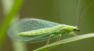 lacewing spiritual meaning