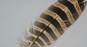 northern flicker feather meaning