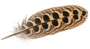 northern flicker feather meaning know the truth