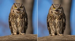 owl hooting during the day spiritual meaning what it means explained