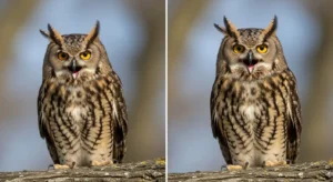 owl hooting outside my window meaning